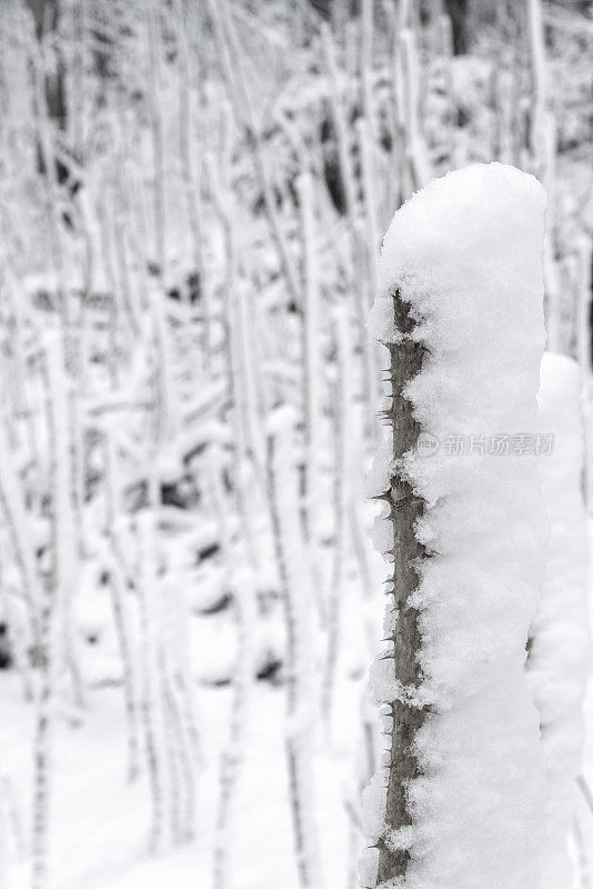 冬天的森林里下雪了