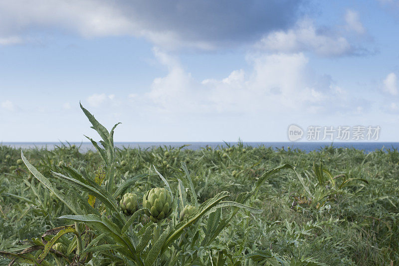 海边洋蓟领域