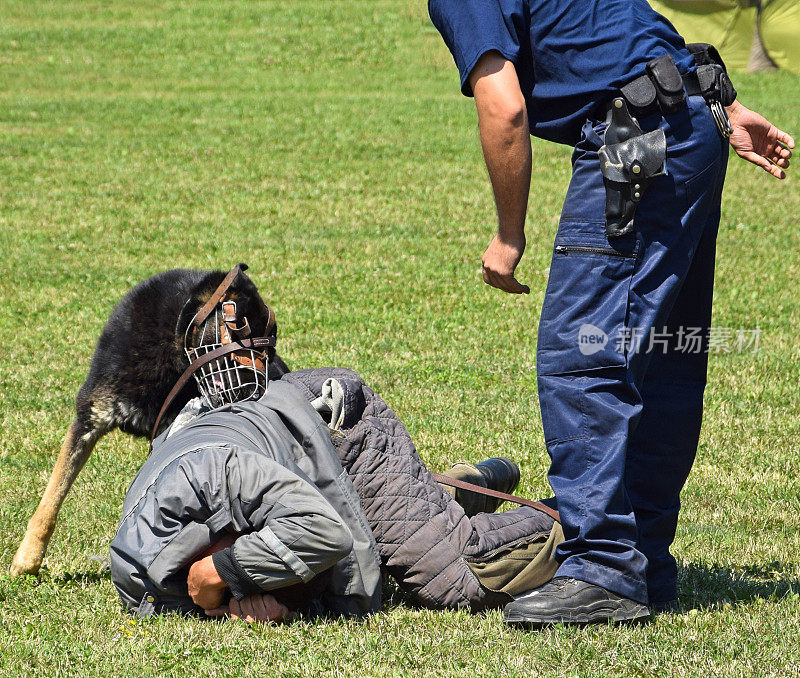 警犬正在行动