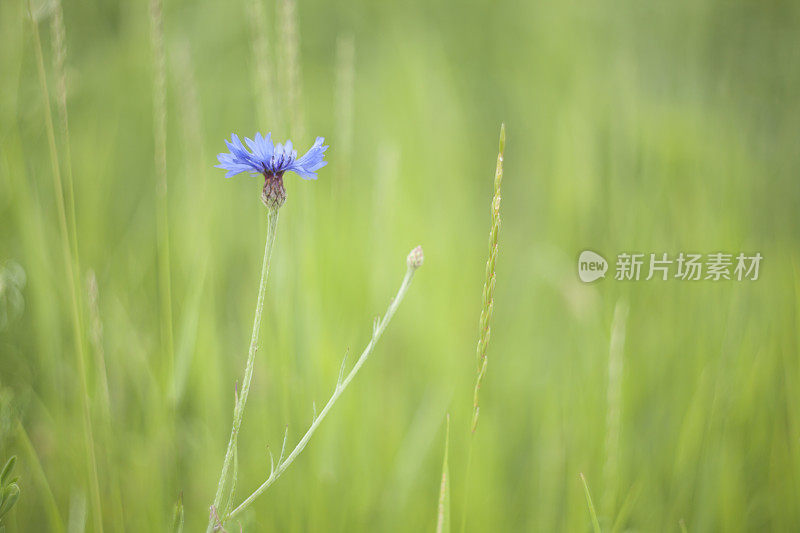 夏天的早晨