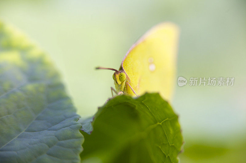 微距拍摄的黄色蝴蝶