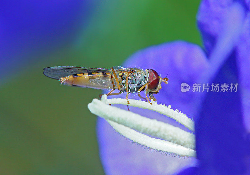 翱翔在蓝色风铃花上