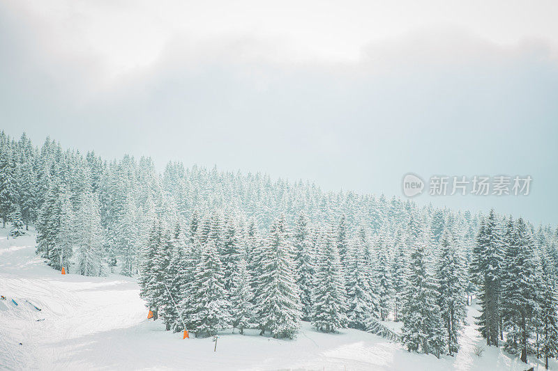 白雪覆盖的景观和常青树