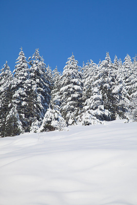 冬季景观与雪和树