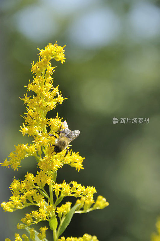 蜜蜂在秋麒麟草属植物