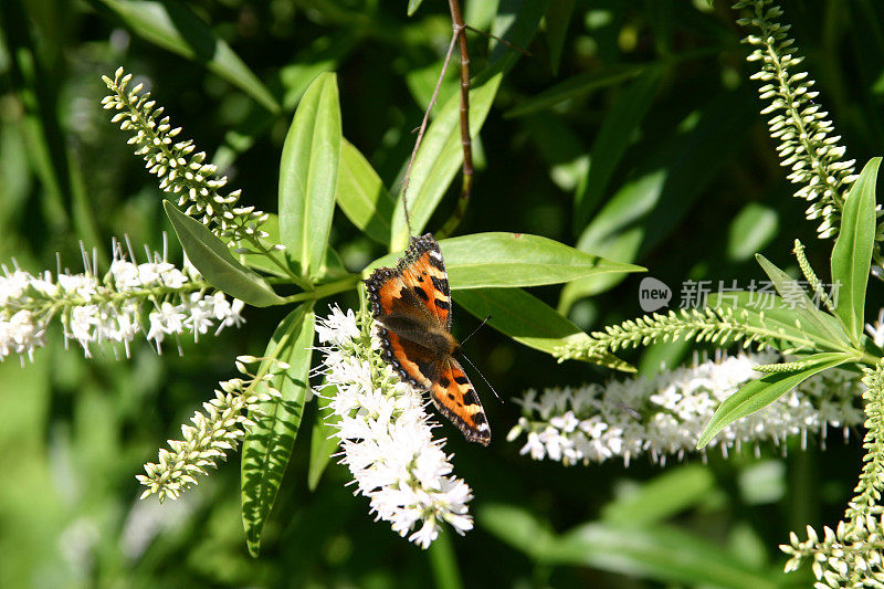 蝴蝶从一朵花中提取花蜜