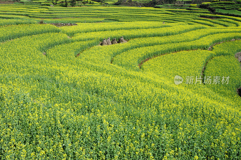 美丽的野外风景