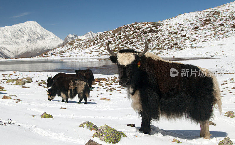 安纳布尔纳地区的一群牦牛在雪地上