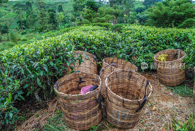 装茶叶的篮子。茶园，斯里兰卡