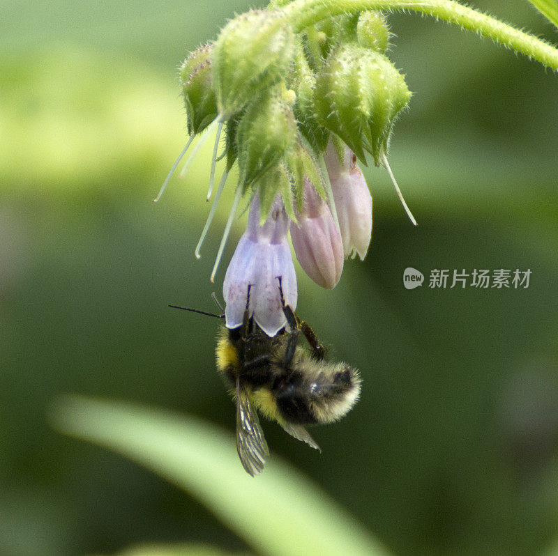 大黄蜂在风铃草
