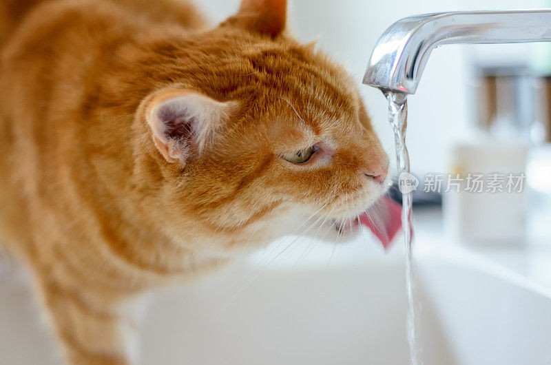 姜猫在喝自来水