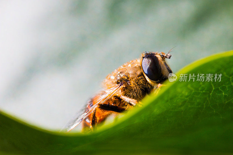一只毛绒绒的大黄蜂坐在一片绿叶上喝水