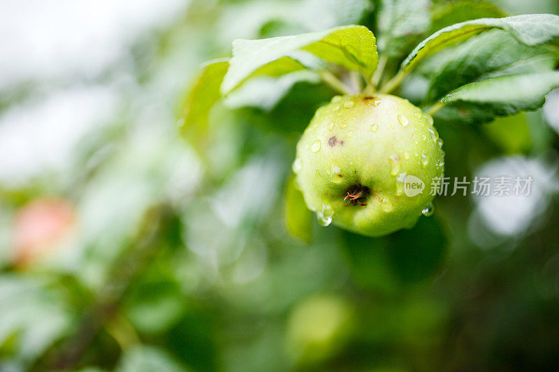 雨后的苹果树