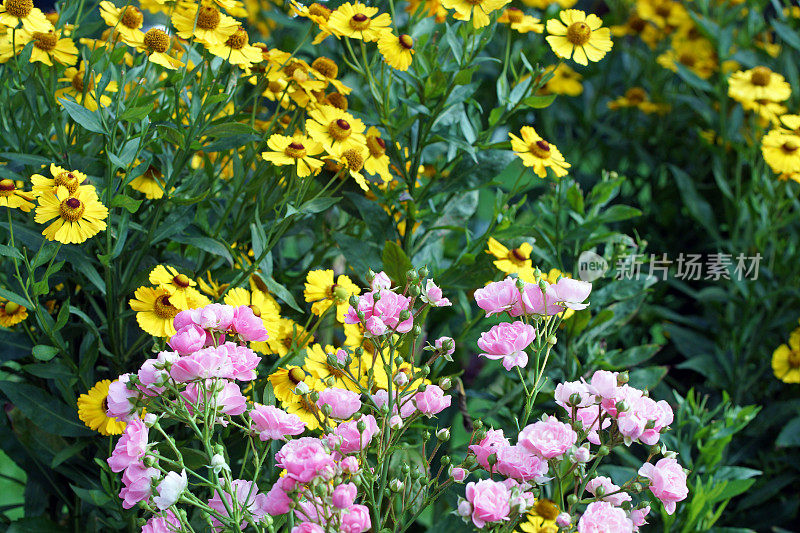 玫瑰和helenium