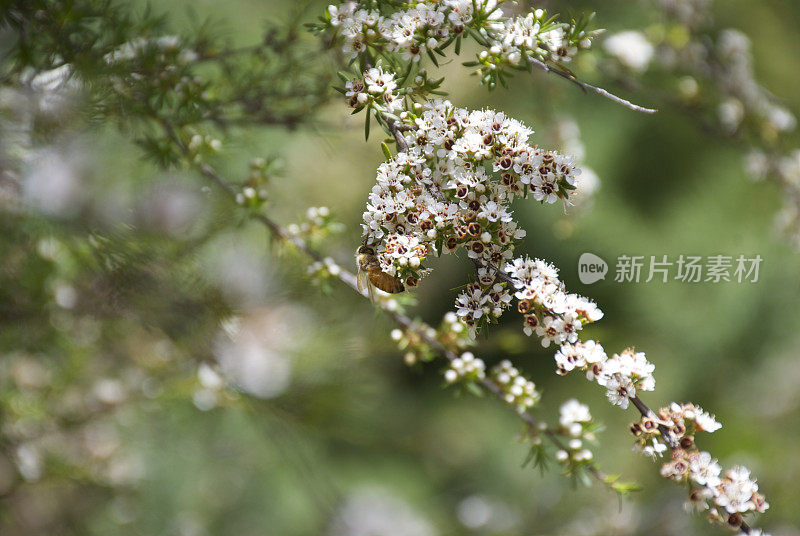 麦卢卡(茶树)上的蜜蜂