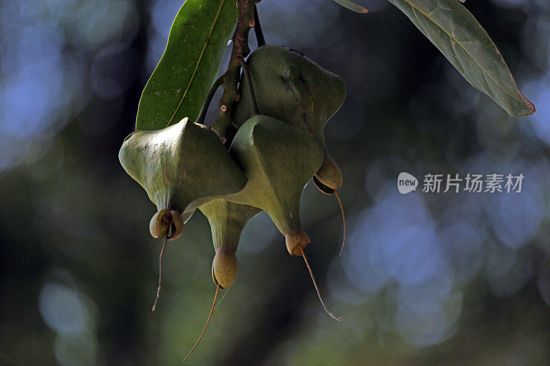 印度尼西亚:白杨的箱形果实