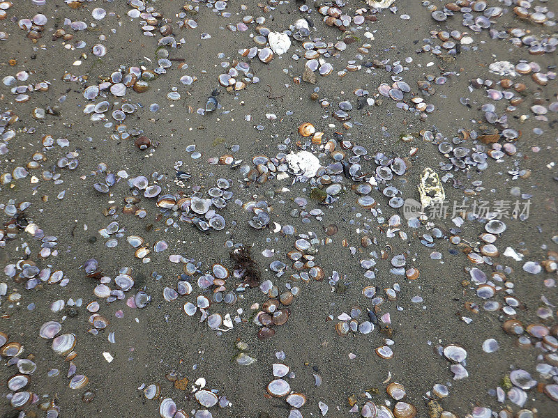 沙子和贝壳背景