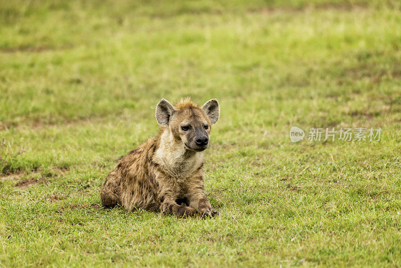 塞伦盖蒂平原的斑鬣狗