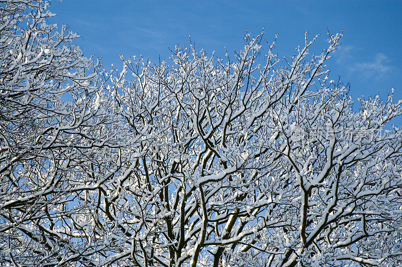 在冬天仰望被雪覆盖的树枝