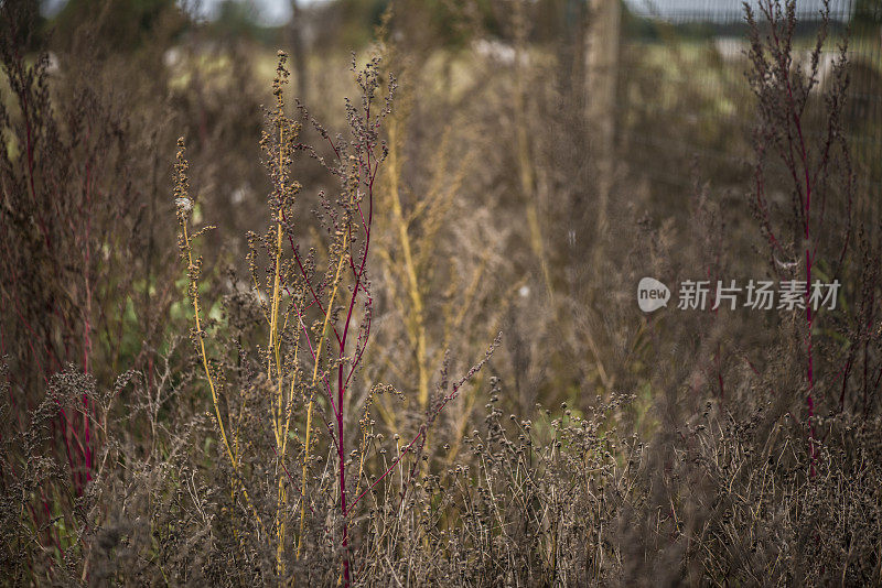 丰富多彩的植物干