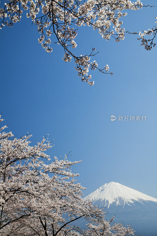 富士山穿过粉红色的樱花树和晴朗的天空