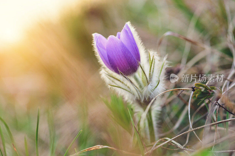 大白鸽花