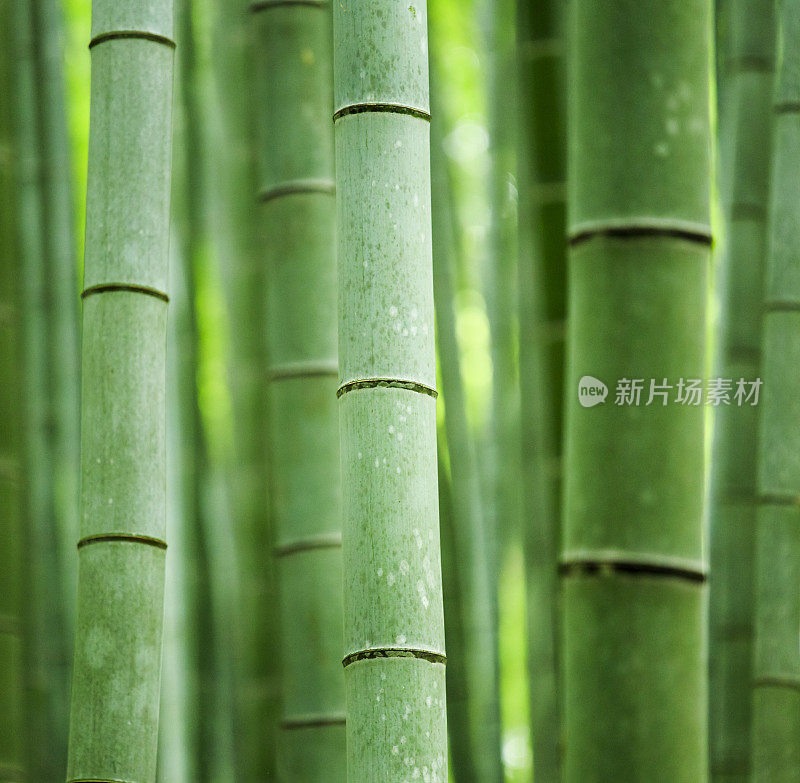 日本佐野的竹林