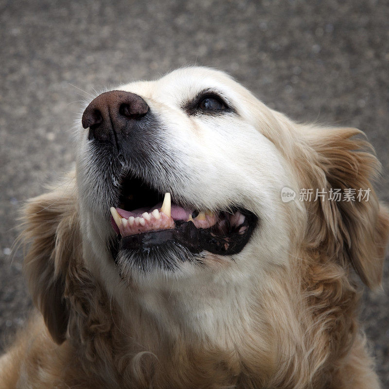 张大嘴巴的金毛猎犬