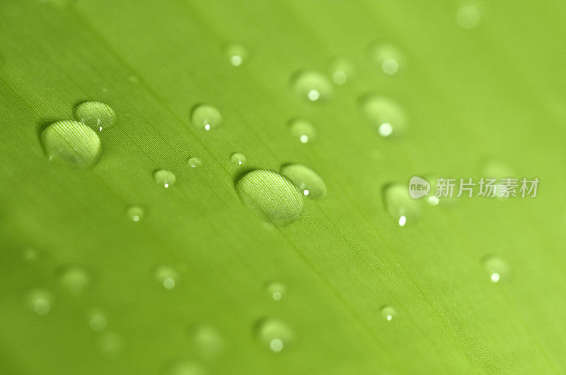 雨点落在蕉叶上