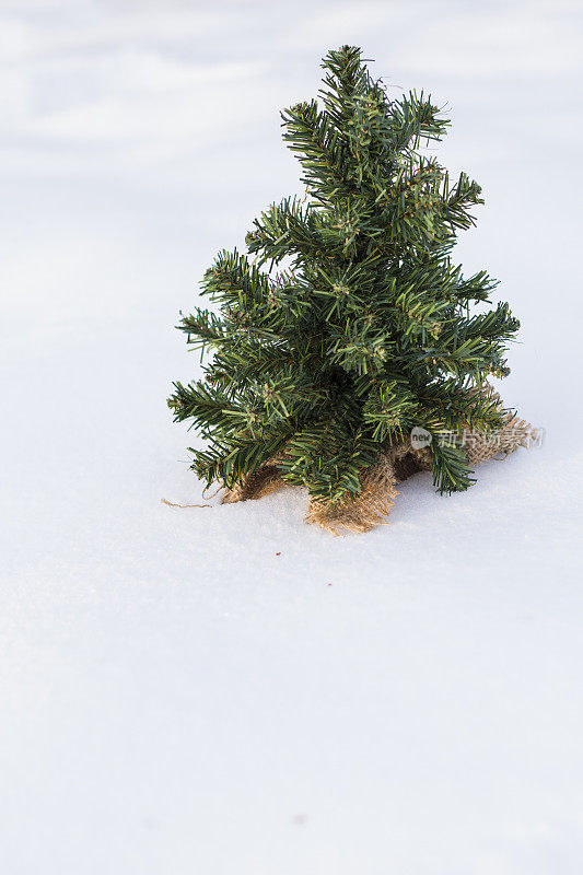 雪中的常青树