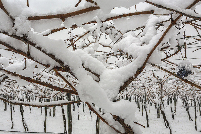 意大利白雪覆盖的葡萄园