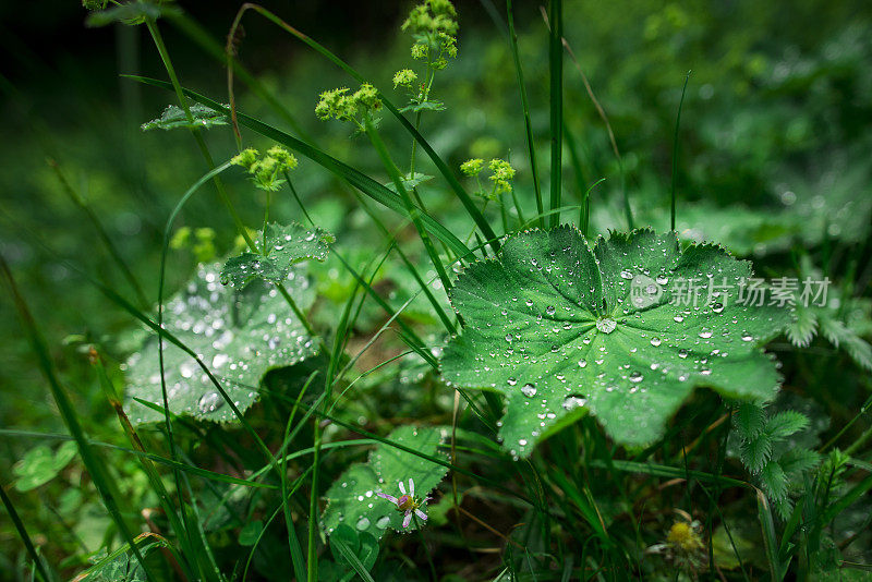 雨滴落在树叶上