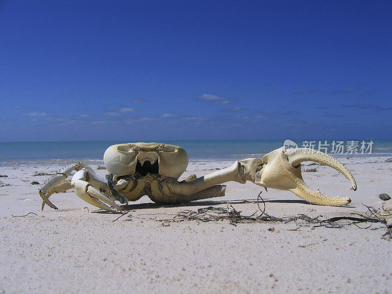 蟹骨架，古巴-加勒比