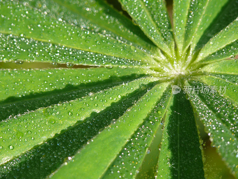 带露珠的植物叶子