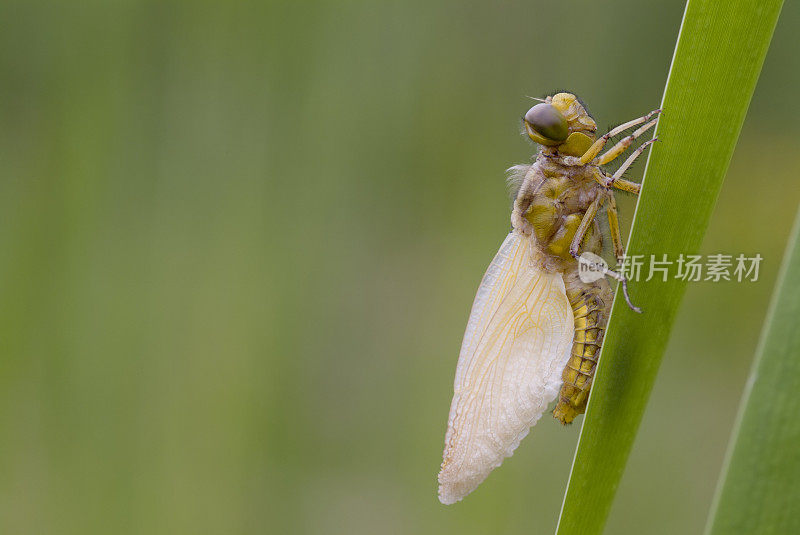 芦苇上的蜻蜓