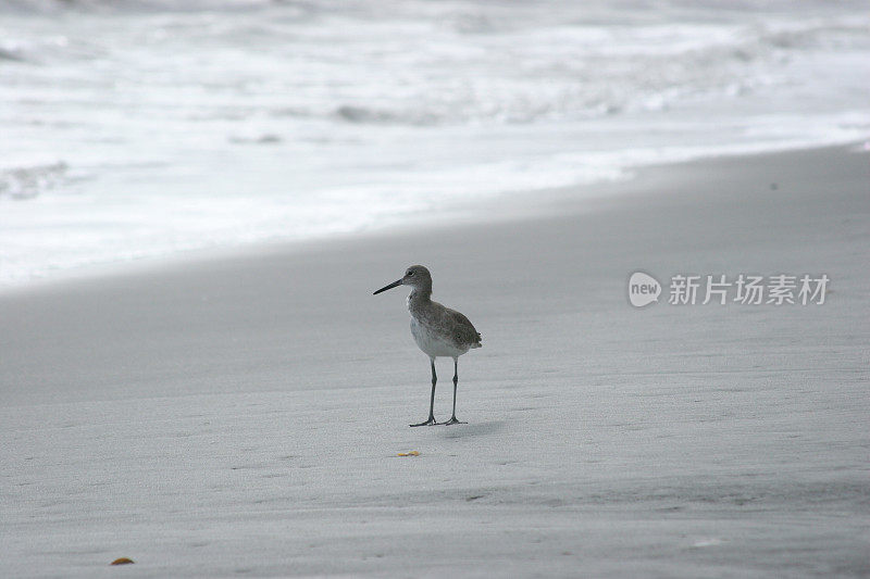 鹬在海滩