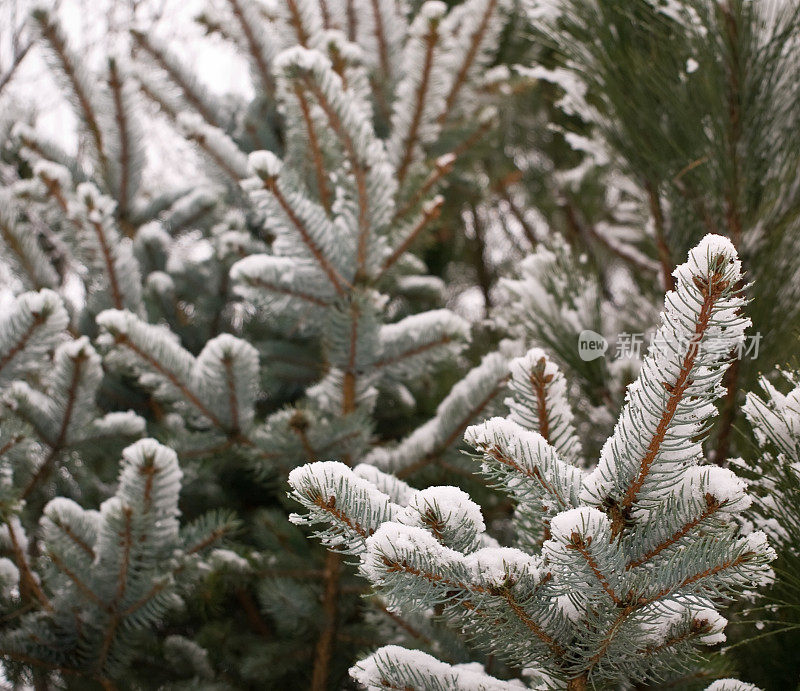 雪中的松树