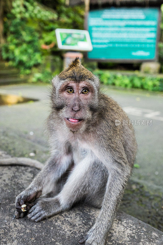 印尼巴厘岛的猴子