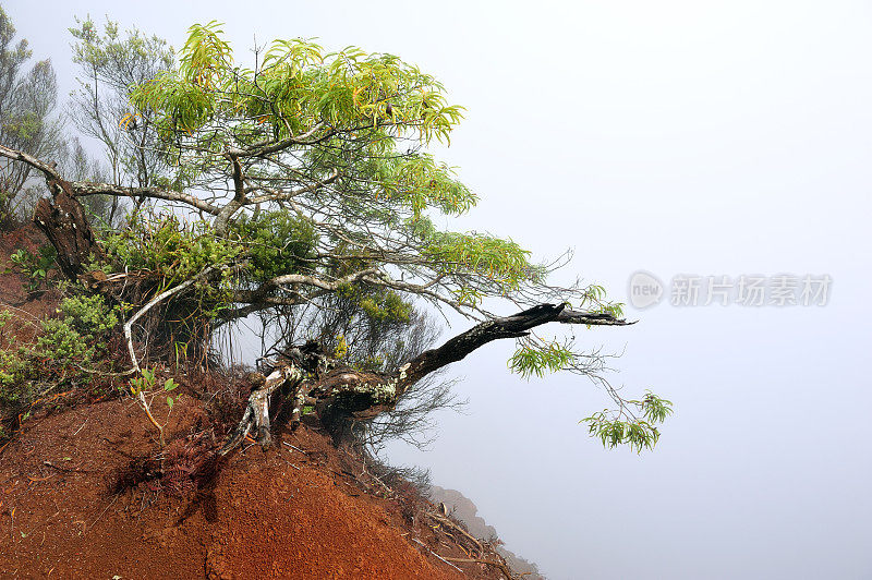 威美亚峡谷，考艾岛，美国夏威夷