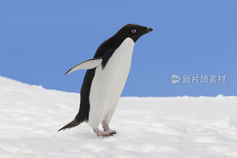 南极洲雪景中的阿德利企鹅