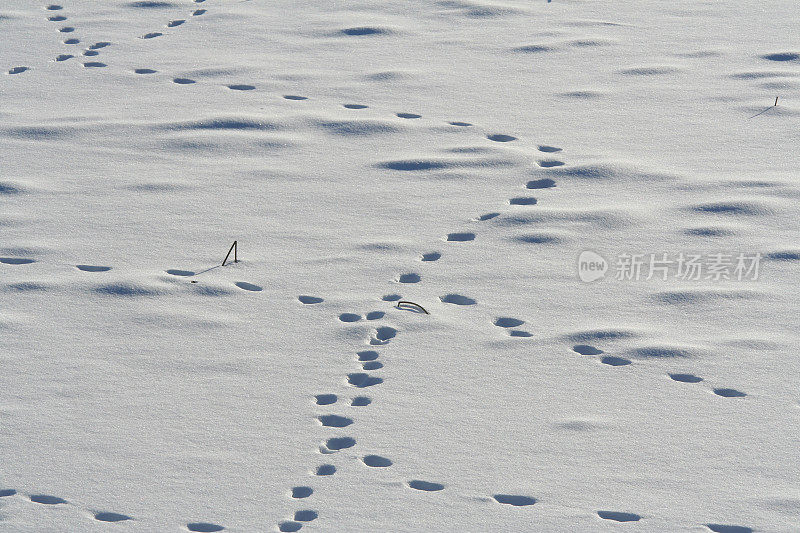 雪地里的脚印