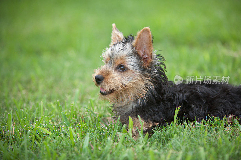 一只在草地上休息的约克夏小狗的肖像