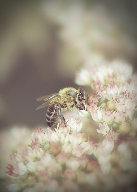 蜜蜂给花授粉
