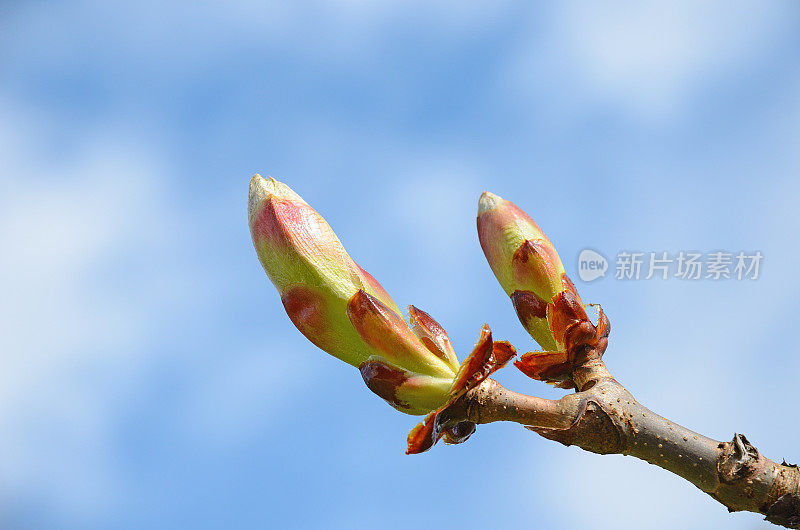 栗树枝叶的芽顶着天空