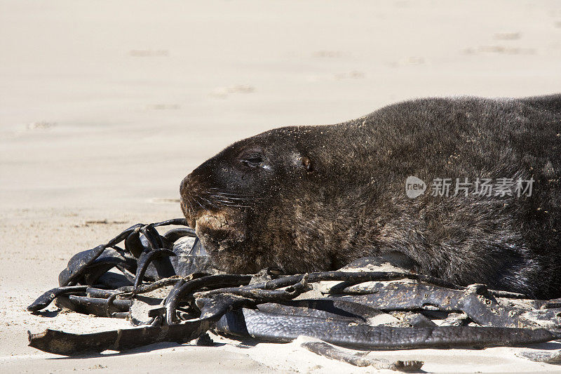 海狮