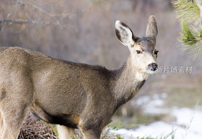 冬天下雪的科罗拉多骡鹿