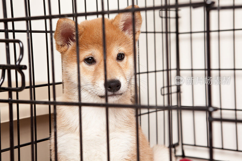 笼子里的日本柴犬