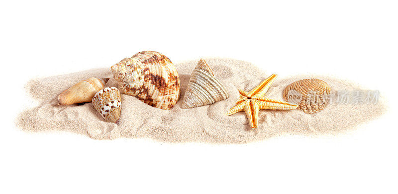 各种各样的贝壳在小条纹的沙子，白色的背景