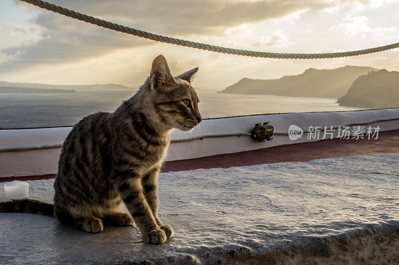 猫在圣托里尼岛