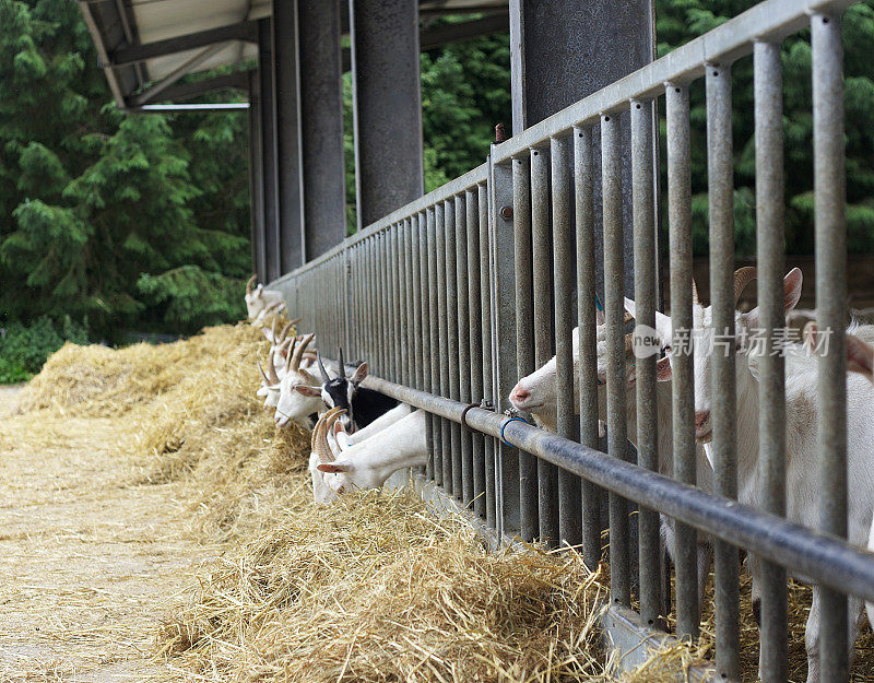 一排山羊穿过栅栏吃干草